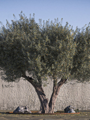 Olive Tree 08 RETOPO