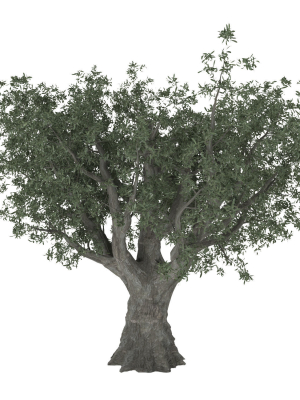 olive-tree-3d-model-max-obj
