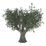 Olive tree