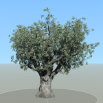 Olive tree