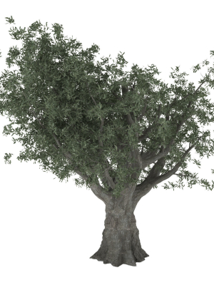 Olive tree