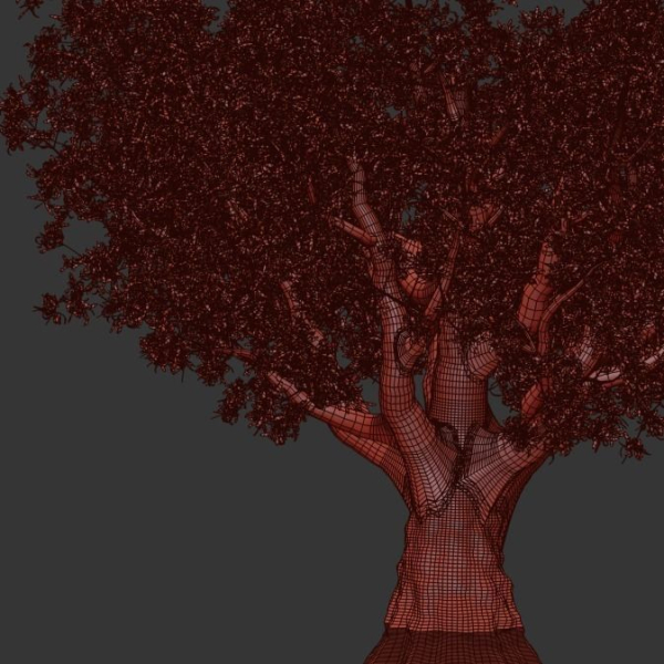 Olive tree
