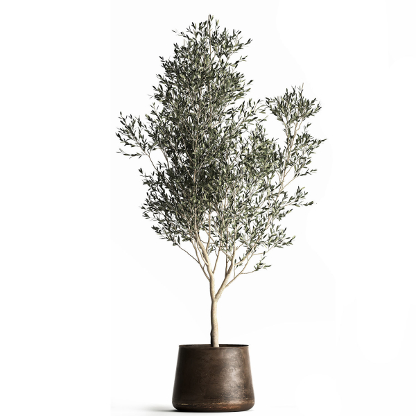 Olive tree in a flowerpot for the interior 968