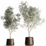 Olive tree in a flowerpot for the interior 968
