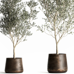 Olive tree in a flowerpot for the interior 968