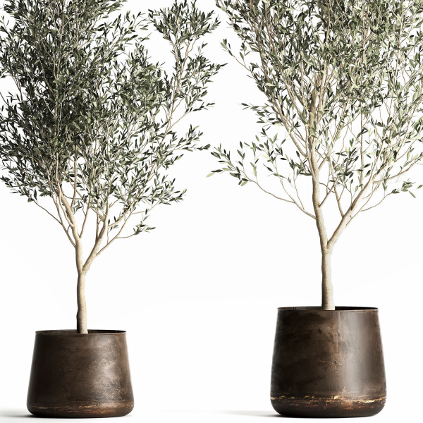 Olive tree in a flowerpot for the interior 968