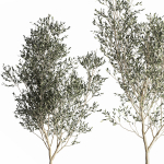 Olive tree in a flowerpot for the interior 968