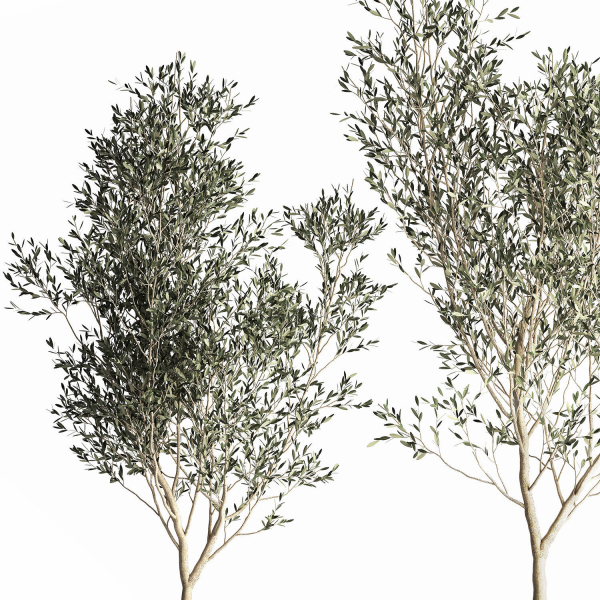 Olive tree in a flowerpot for the interior 968