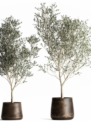 Olive tree in a flowerpot for the interior 968