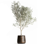 Olive tree in a flowerpot for the interior 968