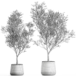 Olive tree in a flowerpot for the interior 968