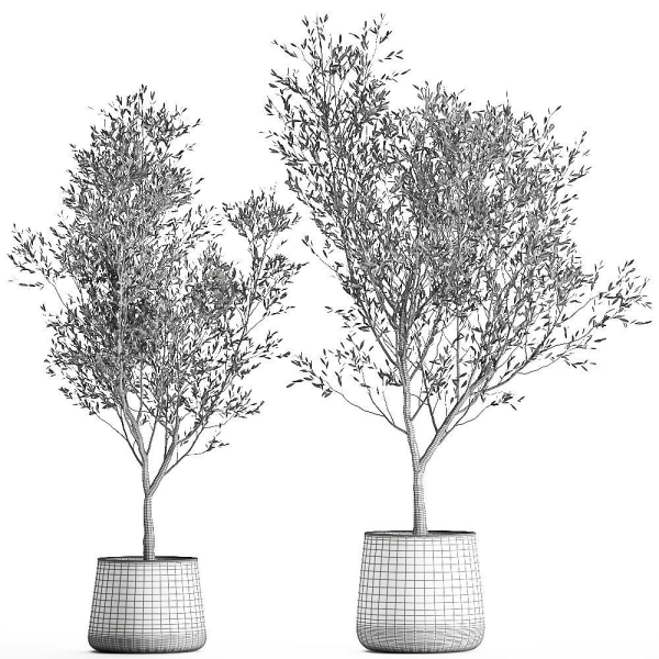 Olive tree in a flowerpot for the interior 968
