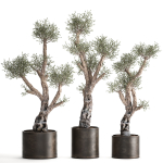 Olive tree in a rusty flowerpot for the interior 990