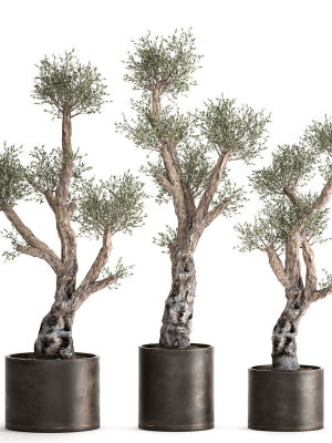 olive-tree-in-a-rusty-flowerpot-for-the-interior-990-3d-model-max-obj-fbx