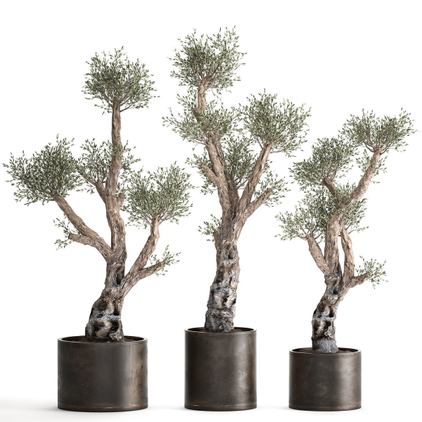 Olive tree in a rusty flowerpot for the interior 990