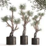 Olive tree in a rusty flowerpot for the interior 990