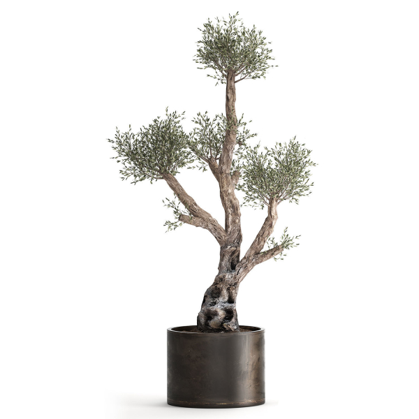 Olive tree in a rusty flowerpot for the interior 990
