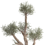 Olive tree in a rusty flowerpot for the interior 990