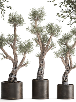 Olive tree in a rusty flowerpot for the interior 990