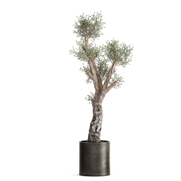 Olive tree in a rusty flowerpot for the interior 990