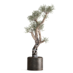 Olive tree in a rusty flowerpot for the interior 990