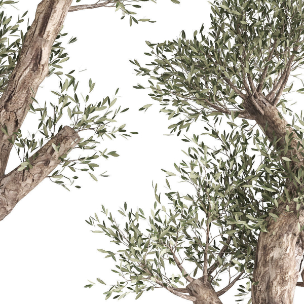 Olive tree in a rusty flowerpot for the interior 990