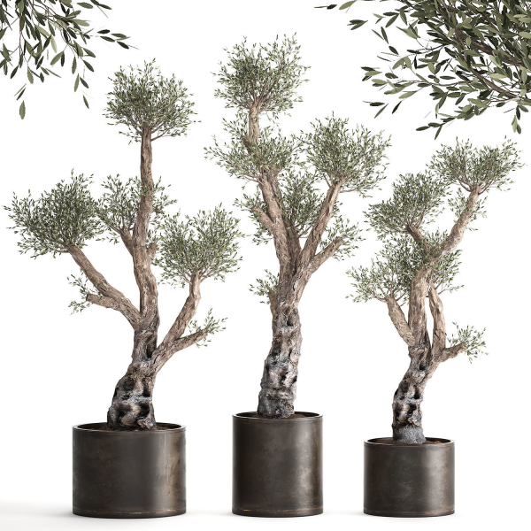 Olive tree in a rusty flowerpot for the interior 990