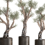 Olive tree in a rusty flowerpot for the interior 990