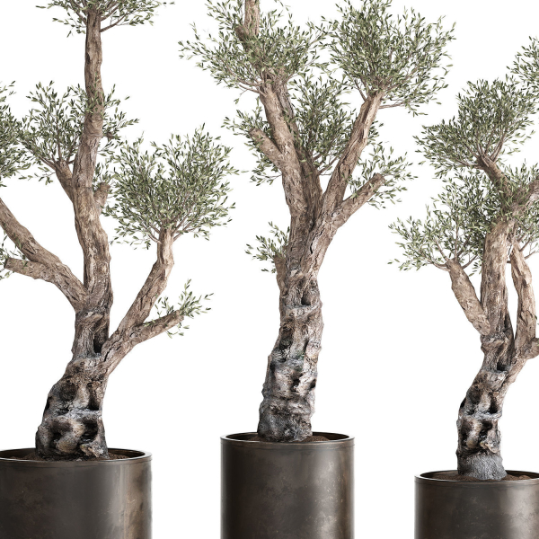 Olive tree in a rusty flowerpot for the interior 990