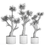 Olive tree in a rusty flowerpot for the interior 990