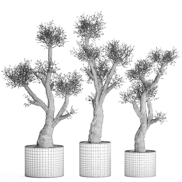 Olive tree in a rusty flowerpot for the interior 990