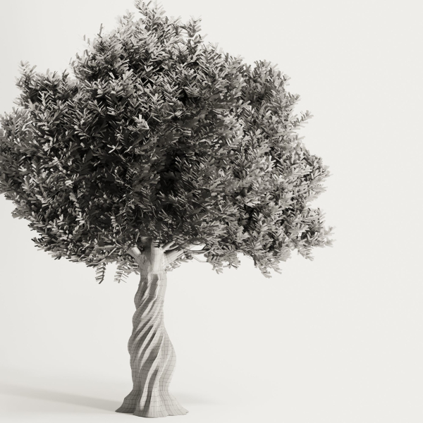 Olive Tree Set11