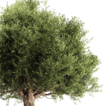Olive Tree Set11