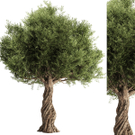 Olive Tree Set11