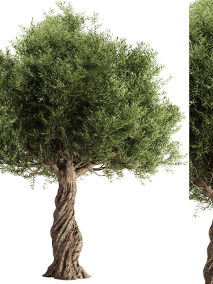 olive-tree-set11-3d-model-510d2b8bf9