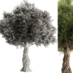 Olive Tree Set11
