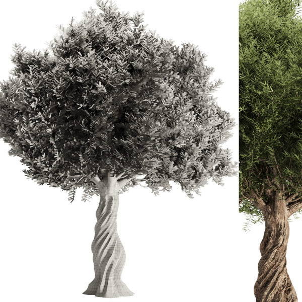 Olive Tree Set11