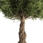 Olive Tree Set11