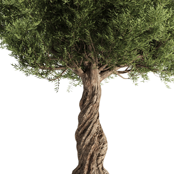 Olive Tree Set11