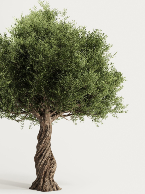 Olive Tree Set11