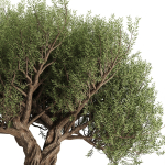 Olive Tree Set12