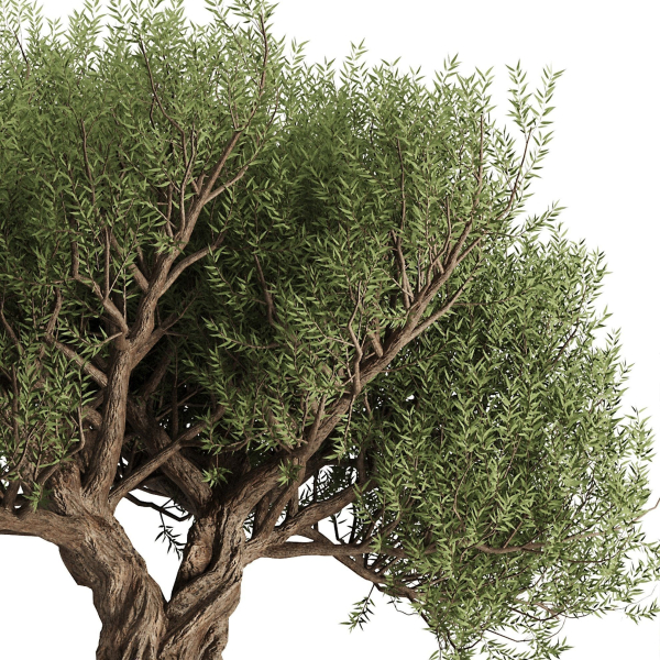 Olive Tree Set12