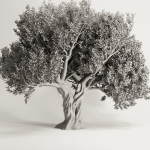 Olive Tree Set12