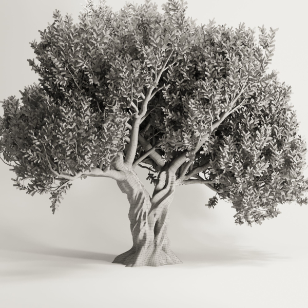 Olive Tree Set12