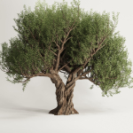 Olive Tree Set12