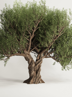 Olive Tree Set12