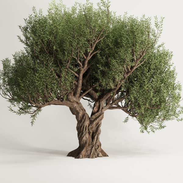 Olive Tree Set12