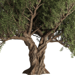 Olive Tree Set12