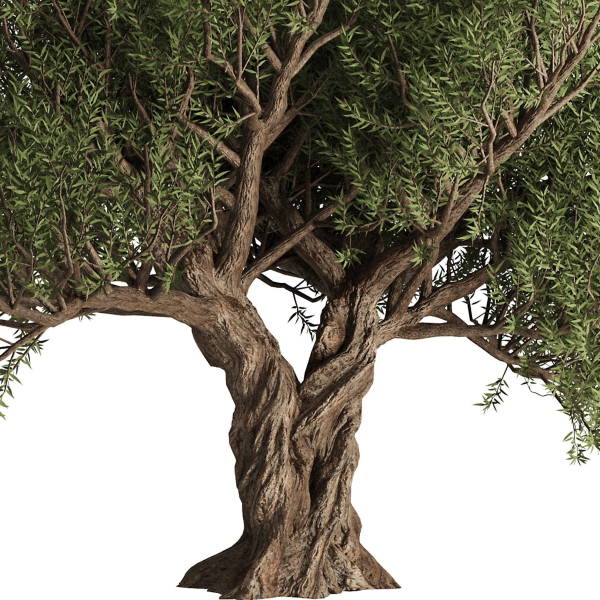 Olive Tree Set12