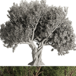 Olive Tree Set12